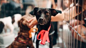 adopta-bienestar-animal-adopción-repsonsable-monterrey