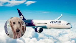 aerolínea-aeroméxico-caso-de-la-perrita-maple-transporte-de-mascotas