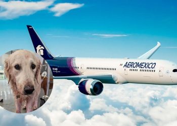 aerolínea-aeroméxico-caso-de-la-perrita-maple-transporte-de-mascotas