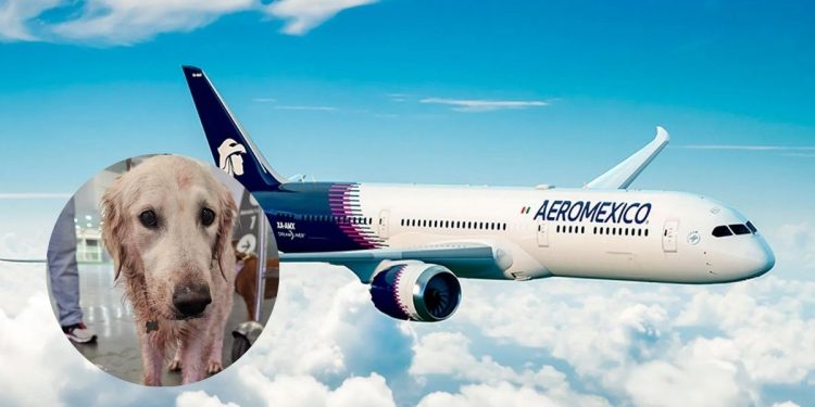 Aerolínea-aeroméxico-caso-de-la-perrita-maple-transporte-de-mascotas - Apoyo Regio