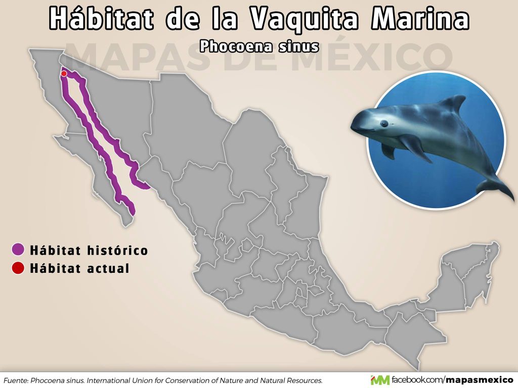 Semarnat Reporta Mayor Estabilidad En La Vaquita Marina