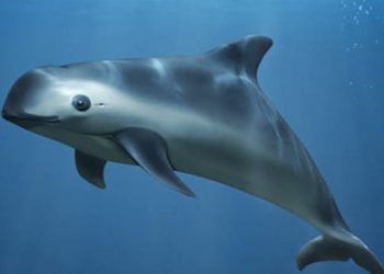 Semarnat Reporta Mayor Población De La Vaquita Marina