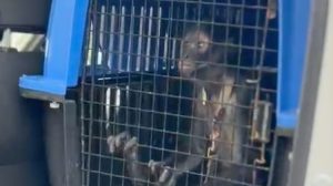 escatan mono araña en Escobedo tras hallarlo en cautiverio dentro de una vivienda; autoridades investigan posible posesión ilegal de fauna silvestre.