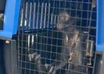 escatan mono araña en Escobedo tras hallarlo en cautiverio dentro de una vivienda; autoridades investigan posible posesión ilegal de fauna silvestre.