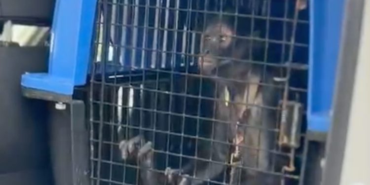 Escatan Mono Araña En Escobedo Tras Hallarlo En Cautiverio Dentro De Una Vivienda; Autoridades Investigan Posible Posesión Ilegal De Fauna Silvestre. - Apoyo Regio