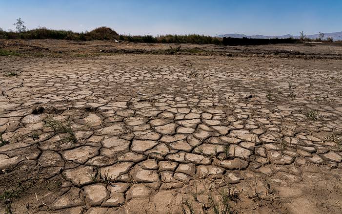 Images-5 - Apoyo Regio Parched Desert Landscape with Cracked Dry Soil and Sparse Vegetation Stretching to the Horizon. - Apoyo Regio